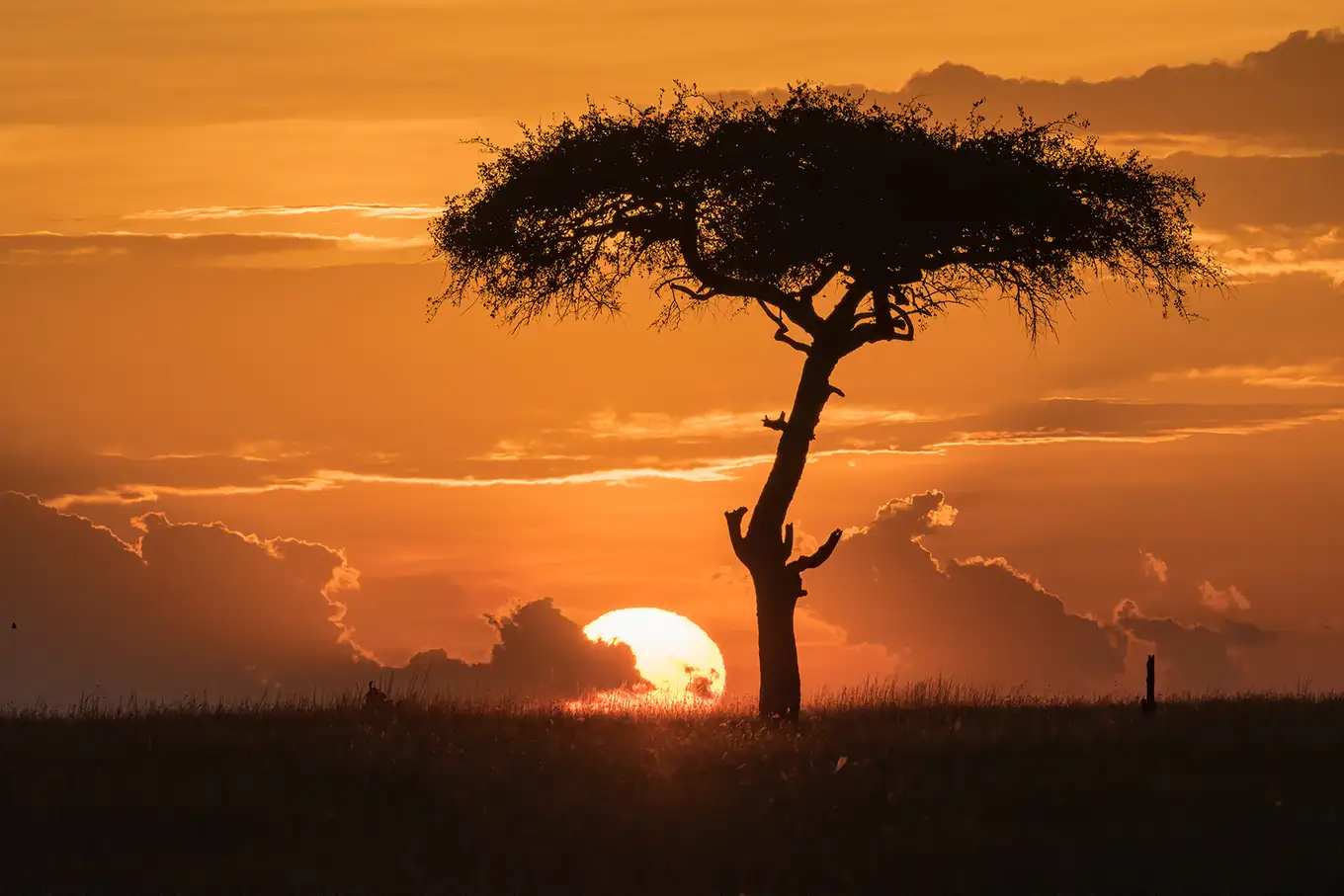 Een gele en oranje zonsondergang achter een boom in een natuurpark in Zuid-Afrika dat de Kenchaan Foundation probeert te beschermen.