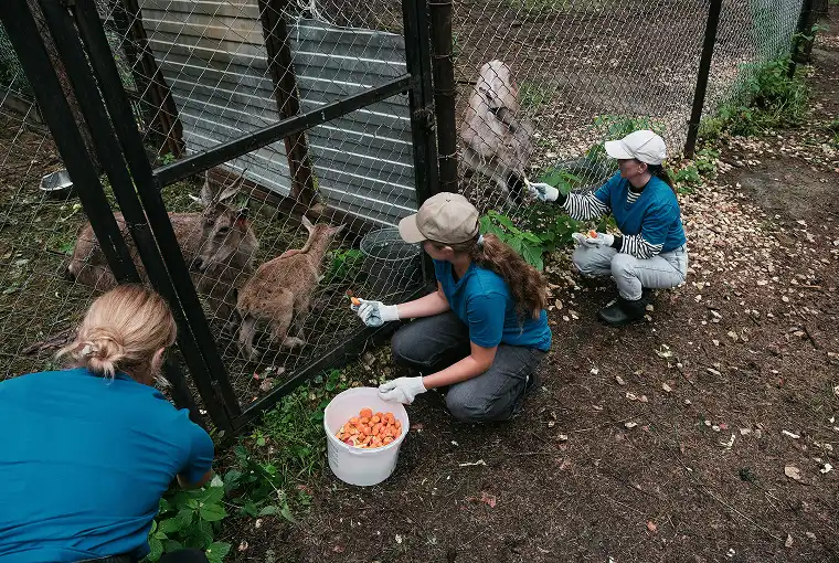 Mensen voeren dieren bij een boerderij